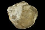 Cretaceous Fossil Pearl - Kansas #114036-1